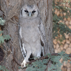 Kgalagadi Transfrontier National Park, South Africa: Verreaux's Eagle-owl