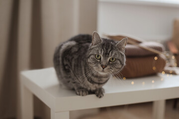 tabby scottish straight cat with funny looking. Cat Portrait. Cute cat indoor shooting.