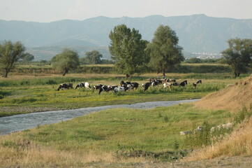Naklejka na ściany i meble Village Cows by the River