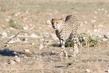 Kgalagadi Transfrontier National Park, South Africa: cheetah hunting