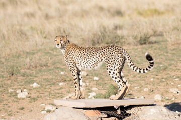 Kgalagadi Transfrontier National Park, South Africa: cheetah hunting