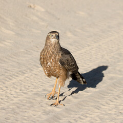 Kgalagadi Transfrontier National Park, South Africa: Juvenile Pale Chanting Goshawk