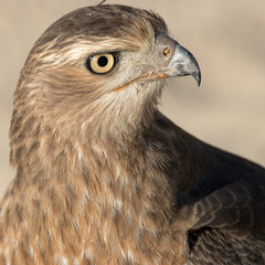 Kgalagadi Transfrontier National Park, South Africa: Juvenile Pale Chanting Goshawk