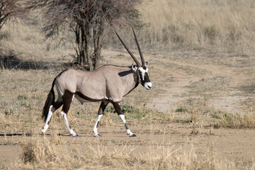 Kgalagadi Transfrontier National Park, South Africa: Gemsbok
