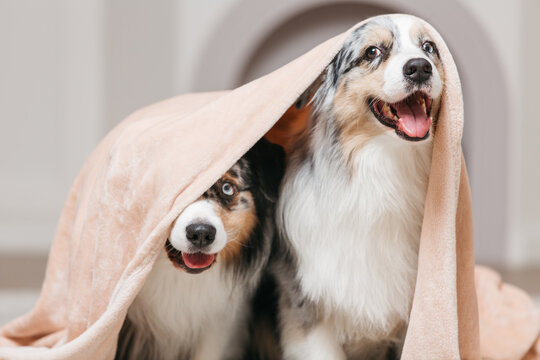 Two funny dogs under one blanket. They peek out from under him. Australian Aussie breed.