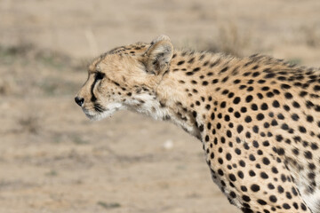 Kgalagadi Transfrontier National Park, South Africa: cheetah hunting