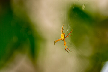spider that lives in the net is damaged of tropical