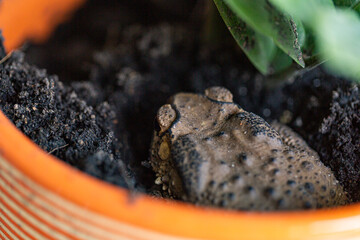 toad sleeping in the soil