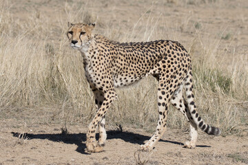 Fototapeta na wymiar Kgalagadi Transfrontier National Park, South Africa: cheetah hunting