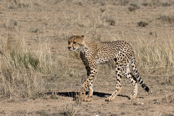Kgalagadi Transfrontier National Park, South Africa: cheetah hunting