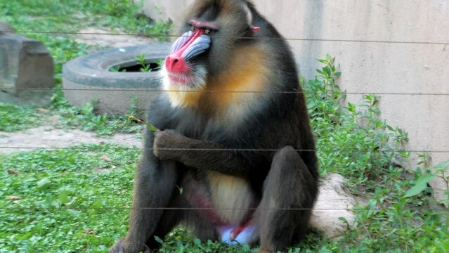 Male mandrill Mandrillus sphinx sits at the fence in the zoo and eats the grass, big colorful primate