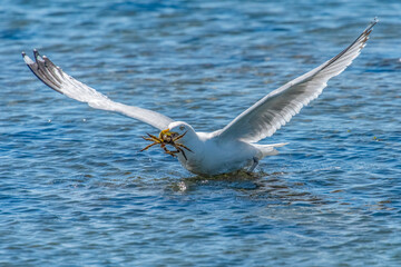 Seagull and crab, Fort Phoenix State Reservation, Fairhaven, Massachusetts