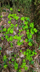 A field of wild shamrocks in nature. Looking for rare four-leaf clover in the forest. Symbol of Ireland and luck. Leaf found in the Grazer Bergland in Styria in Austrian Alps. Wanderlust. Finding