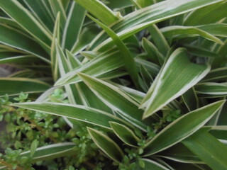 Obraz premium close up of leaves