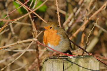 robin on a branch