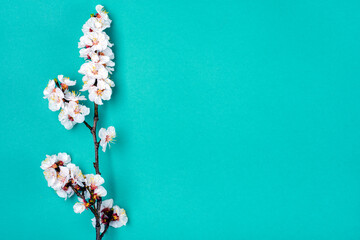 Sprigs of apricot tree with flowers isolated on blue background Place for text Concept of spring came, mother's day, Easter, 8 march Top view Flat lay Hello march, april, may