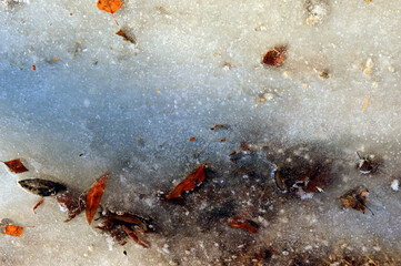 Abstract background. Twigs and leaves frozen in ice. Autumn spring natural phenomenon