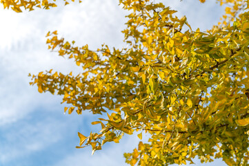 Ginkgo biloba tree in autumn with bright yellow leaves against blue sky