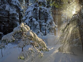 The sun shines through the branches of trees in the magical winter forest