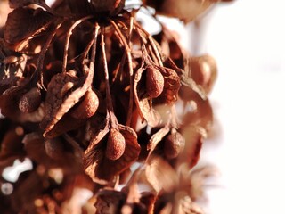 Bright red dried horseshoe saloon seeds and flowers in winter on a white backdrop closeup