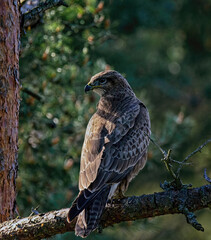 buzzard