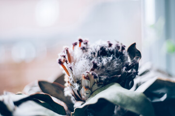 Dry exotic flower Protea agains bright window. Trendy home decor