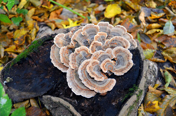 Mushrooms on a stump in the forest, forest harvest