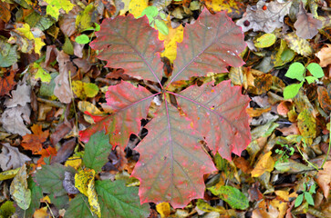 Yellow oak leaves close-up with veins, small oak tree, beautiful autumn background, fallen leaves