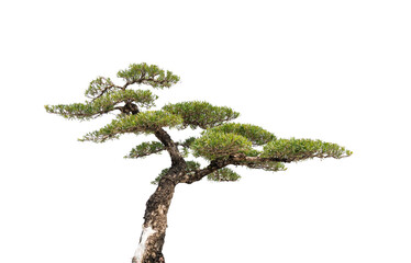 Pine trees on a white background