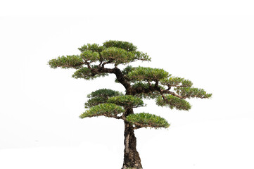 Pine trees on a white background