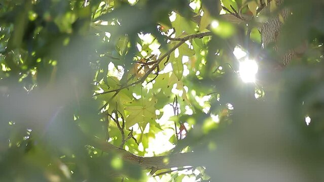 Follaje de &aacute;rbol verde mientras se cuela la luz del sol entremedio de sus hojas