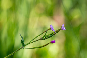 Claytonia sibirica flower in meadow, close up 