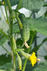 Cucumbers grow in a greenhouse on a suburban plot