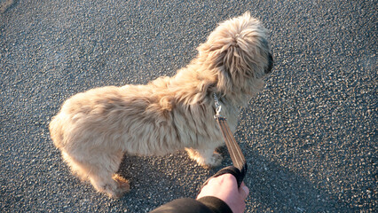 Perro peludo beige sujeto con correa en asfalto