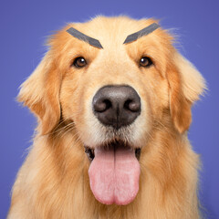 Golden retriever dog funny expression fake eyebrows angry on blue purple background isolated