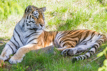 Fototapeta na wymiar Amur Tiger, Welt größte Katze