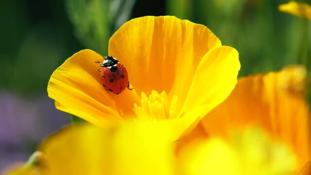 A ladybird covered in yellow pollen tries to climb out of a buttercup flower in a meadow.