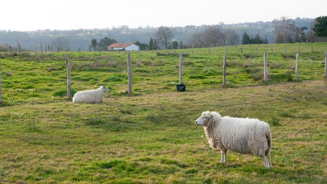 Ovejas en prado cercado