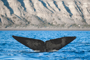 Fototapeta premium Sohutern right whale tail, endangered species, Patagonia,Argentina