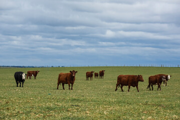 Naklejka na ściany i meble Cattle in pampas countryside, La Pampa, Argentina.