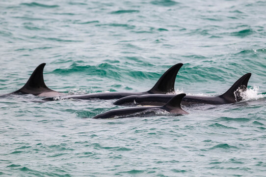 Killer Whale Hunting Sea Lions,Peninsula Valdes, Patagonia Argentina