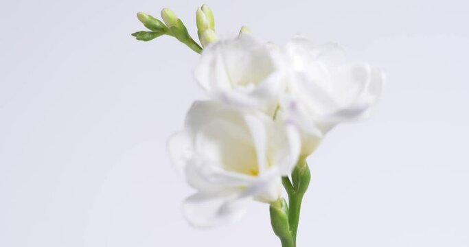 Close up footage of a Freesia isolated on a white background
