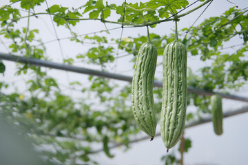 Bitter melon vegetables close up