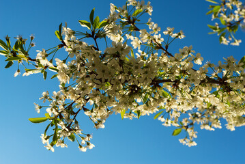 A sprig of cherry all in white flowers