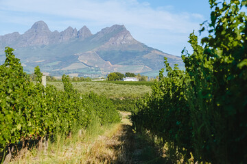 Vineyard landscape at sunset with mountains in Stellenbosch, near Cape Town, South Africa. wine...