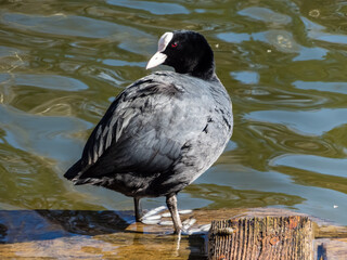 The Eurasian coot or common coot (Fulica atra) with slaty-black body, a glossy black head and a...