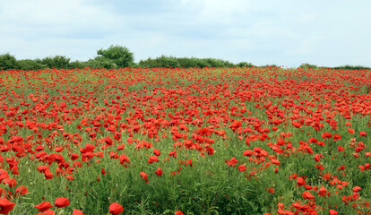 Field full of Poppies Derbyshire England
