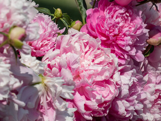 Beautiful floral scenery of pink, full, double rich peonies with blurred green garden in background. Close-up of bouquet of peonies in sunlight