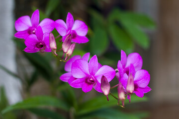 Orchidaceae pink flowers in the garden