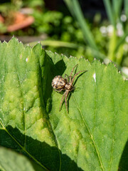 Macro of the common crab spider (xysticus cristatus) on a green leaf in sunlight